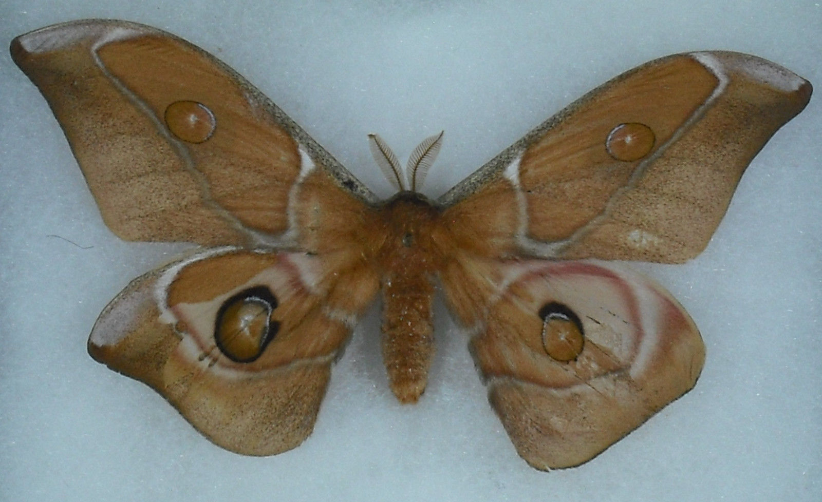 Antherina suraka (gynandromorph) (Internet Image property of respective owner, non-commercial use only)